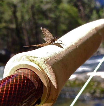 fly fishing in yosemite