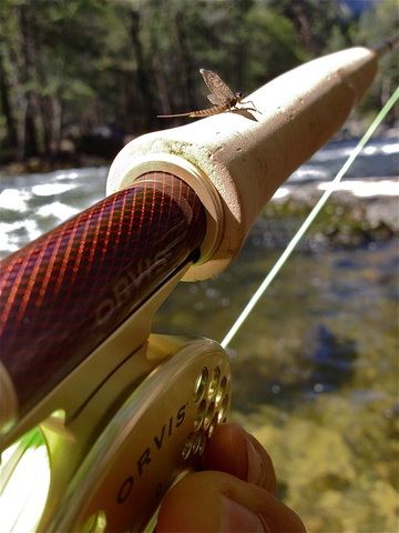 Yosemite Fly fishing trip